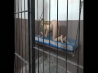 [ Scat Fetish Porn ] Blonde prisoner is forced to eat crap